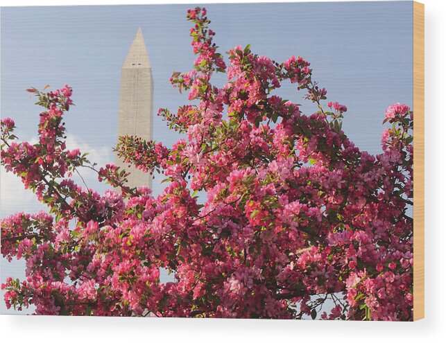 America Wood Print featuring the photograph Cherry Trees and Washington Monument 5 by Mitchell R Grosky