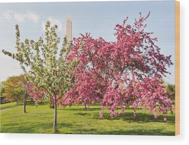 America Wood Print featuring the photograph Cherry Trees and Washington Monument Three by Mitchell R Grosky