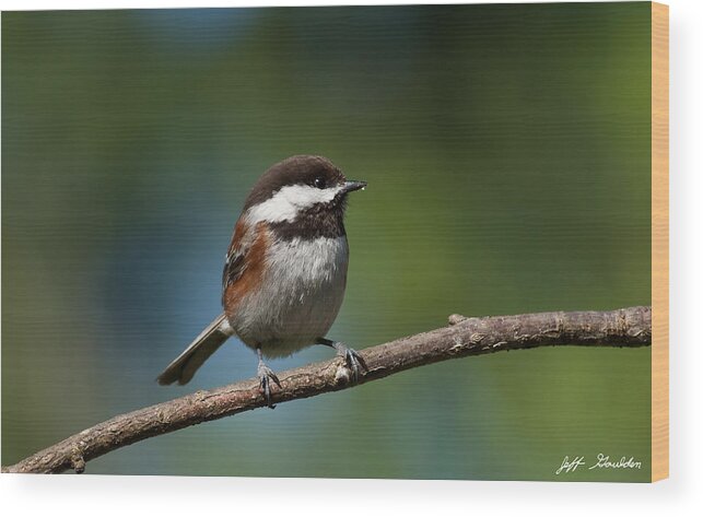Animal Wood Print featuring the photograph Chestnut Backed Chickadee Perched on a Branch by Jeff Goulden