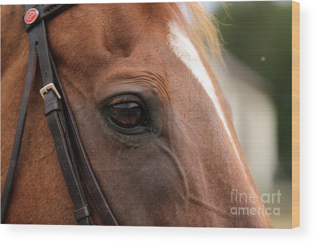 Horse Wood Print featuring the photograph Chestnut Horse Eye by Janice Byer