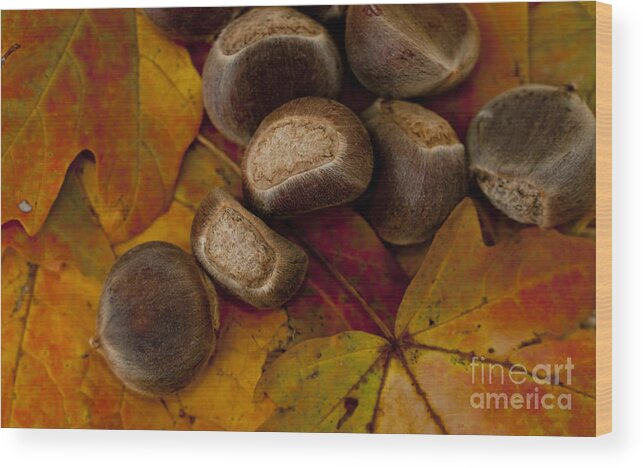 Autumn Wood Print featuring the photograph Chestnuts and Fall Leaves by Wilma Birdwell
