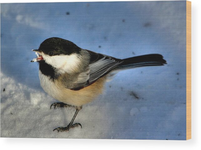 Birds Wood Print featuring the photograph Chick-a-dee-dee-dee by Larry Trupp