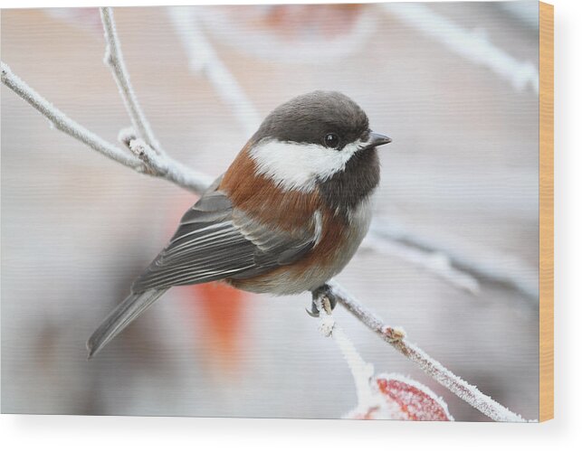Chickadee Wood Print featuring the photograph Chickadee in Winter by Peggy Collins