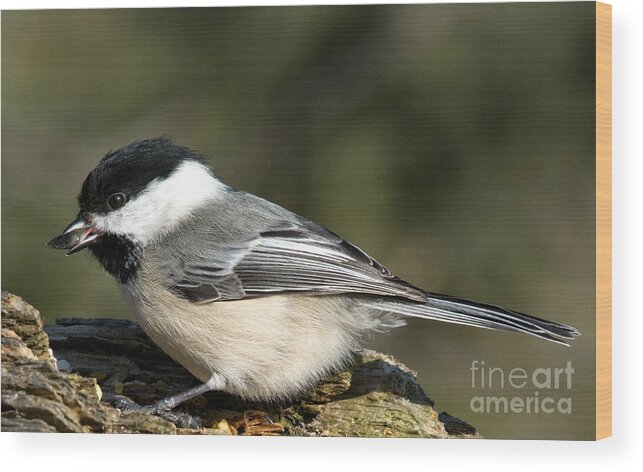 Tongue Wood Print featuring the photograph Chickadee with prize by Cheryl Baxter