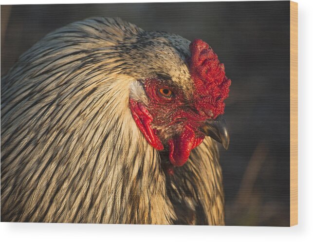 Chicken Wood Print featuring the photograph Chicken by Steve Myrick