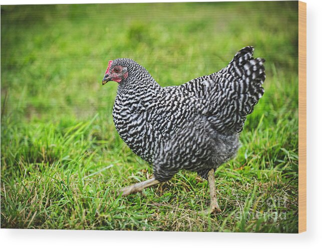 Chicken Wood Print featuring the photograph Chicken walking on green pasture by Elena Elisseeva