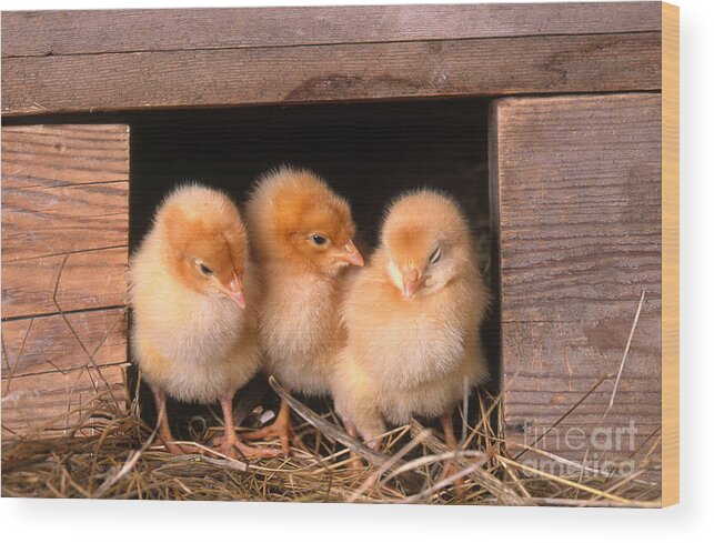 Chicken Wood Print featuring the photograph Chicks In Coop by Alan and Sandy Carey