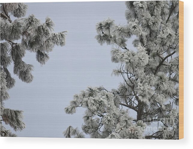 Patzer Wood Print featuring the photograph Chill Tree by Greg Patzer