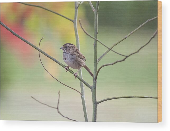 White Throated Sparrow Wood Print featuring the photograph Chillin' by Cathy Kovarik