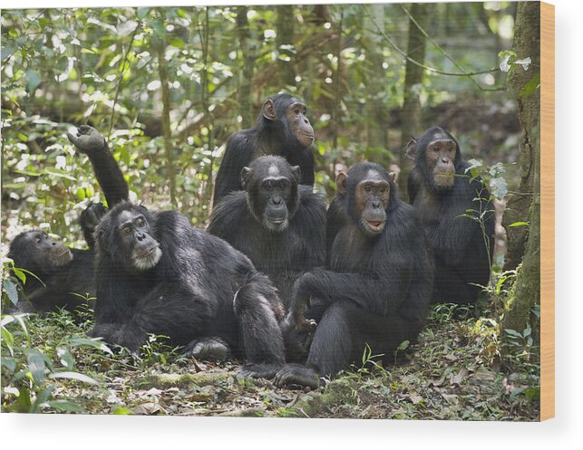 Feb0514 Wood Print featuring the photograph Chimpanzees On Forest Floor Uganda by Suzi Eszterhas
