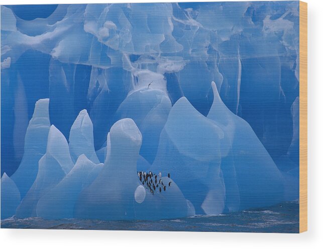 00260224 Wood Print featuring the photograph Chinstrap Penguins on Blue Iceberg by Eric Dietrich