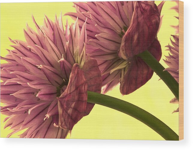 Chive Wood Print featuring the photograph Chive Macro Beauty by Sandra Foster
