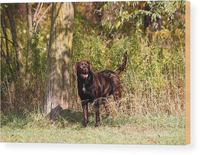 Dog Wood Print featuring the photograph Chocolate Lab Cuteness by Janice Byer