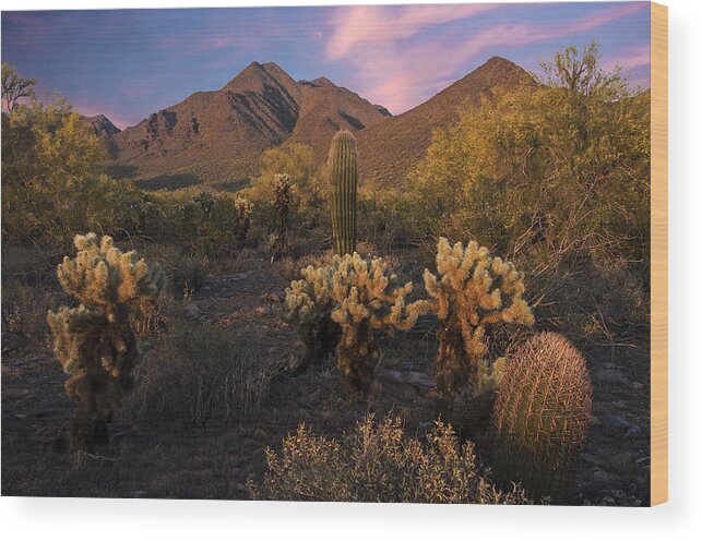 Cholla Wood Print featuring the photograph Cholla Cactus at McDowell Mountains by Dave Dilli