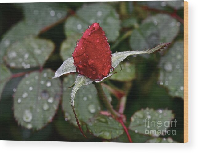Rose Bud Wood Print featuring the photograph Christmas bud by Dan Hefle