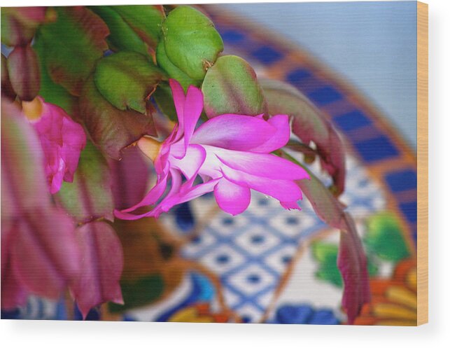 Plants Wood Print featuring the photograph Christmas Cactus by Lehua Pekelo-Stearns