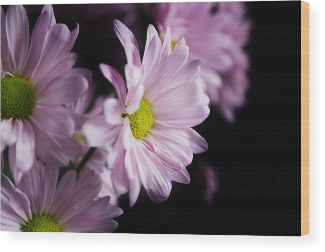 Chrysanthemum Wood Print featuring the photograph Chrysanthemum by Milena Ilieva