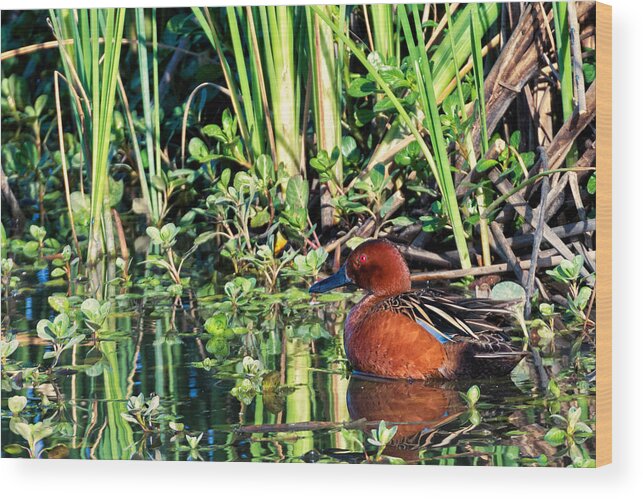 Cinnamon Teal Wood Print featuring the photograph Cinnamon Teal and Dragonfly by Kathleen Bishop