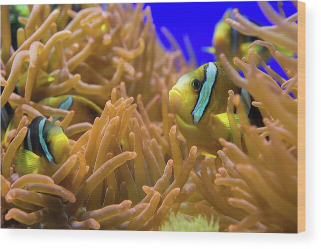 Underwater Wood Print featuring the photograph Clarks Anemonfish - Amphiprion Clarkii by Cruphoto