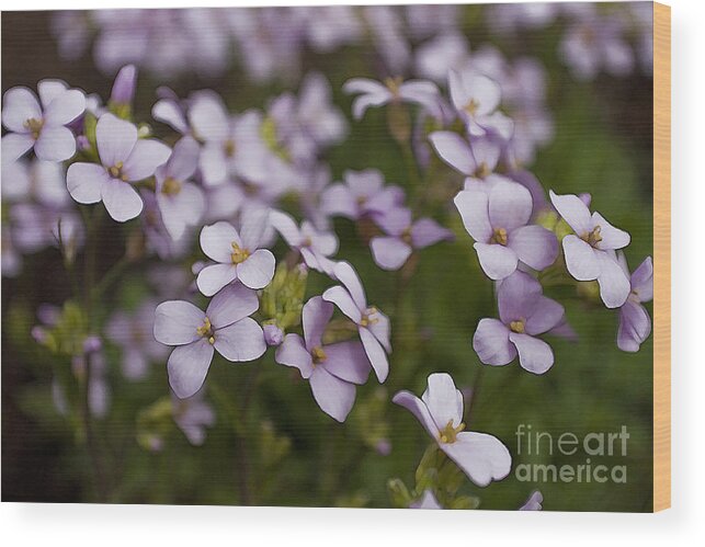 Claude's Aubrieta Wood Print featuring the photograph Claude's Aubrieta by Sandi Mikuse