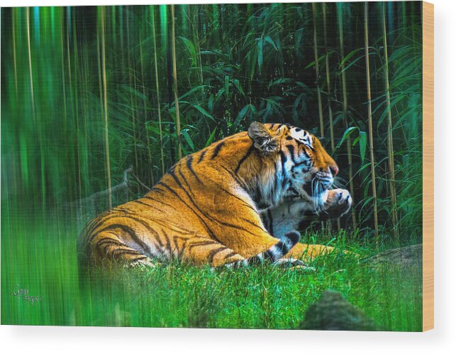 Tiger Wood Print featuring the photograph Clean Claws by Glenn Feron