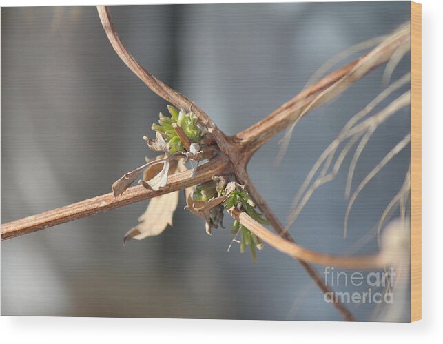 Clematis Wood Print featuring the photograph Clematis Vine by Ann E Robson