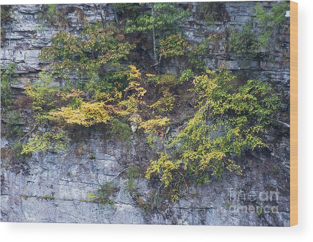 Fort Payne Wood Print featuring the photograph Cliff Hanging by Bob Phillips
