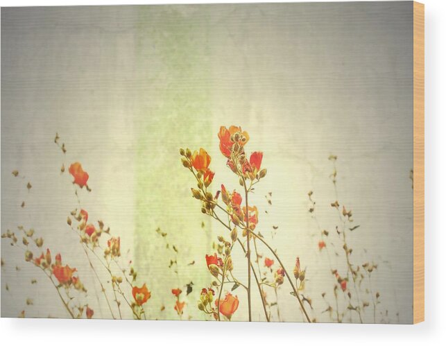 Flower Wood Print featuring the photograph Climb The Sky by Mark Ross