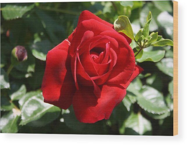 Rose Wood Print featuring the photograph Climbing Red Roses by Taiche Acrylic Art