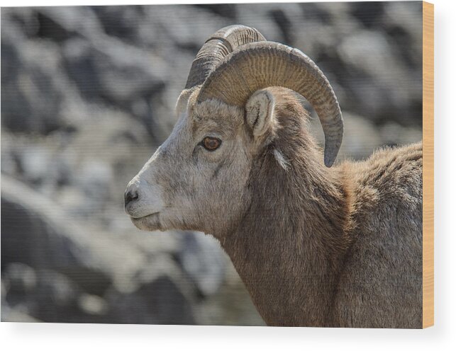 Big Horn Sheep Wood Print featuring the photograph Close Big Horn Sheep by Roxy Hurtubise