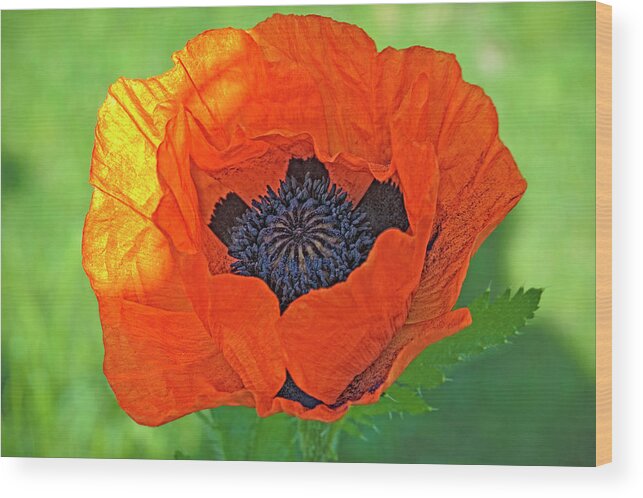 Close-up Wood Print featuring the photograph Close-up Of A Flowering Orange Poppy by Rona Schwarz