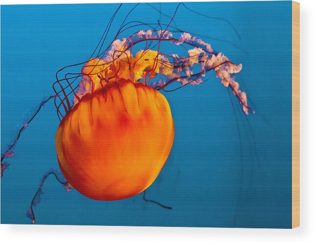 Jelly Fish Wood Print featuring the photograph Close up of a Sea Nettle jellyfis by Eti Reid