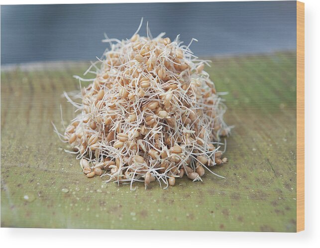 Heap Wood Print featuring the photograph Close Up Of Pile Of Sprouts by Laurie Castelli