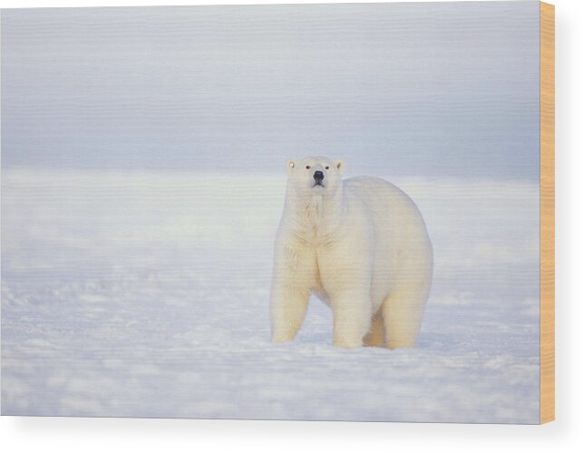 Kazlowski Wood Print featuring the photograph Close Up Of Polar Bear On Snow Near by Steven Kazlowski