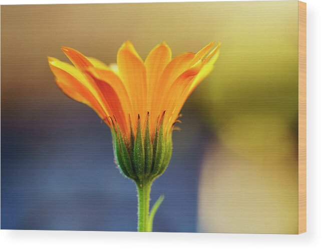 Detail Wood Print featuring the photograph Close Up Of Yellow Flower Blossoming by John Short