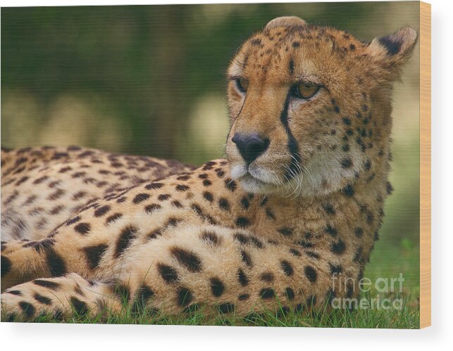 Close-up Wood Print featuring the photograph Close-up portrait of a cheetah by Nick Biemans
