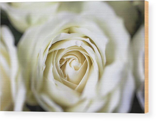Fragility Wood Print featuring the photograph Close Up White Rose by Garry Gay