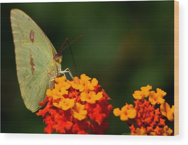 Butterfly Photography Wood Print featuring the photograph Closeness by Reid Callaway