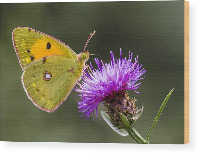 Nis Wood Print featuring the photograph Clouded Yellow Butterfly Feeding by Alex Huizinga