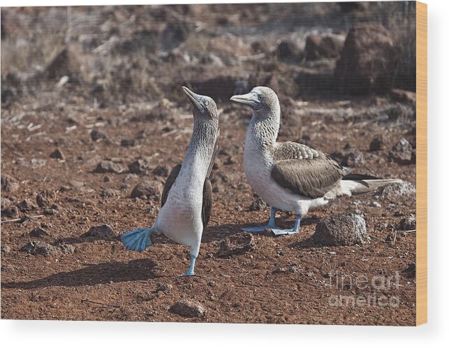 Blue Footed Booby Wood Print featuring the photograph Clowning Around by Timothy Hacker