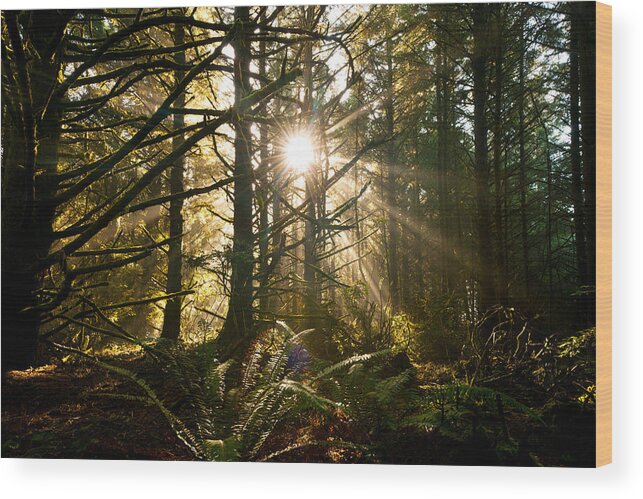 Oregon Wood Print featuring the photograph Coastal Forest by Andrew Kumler