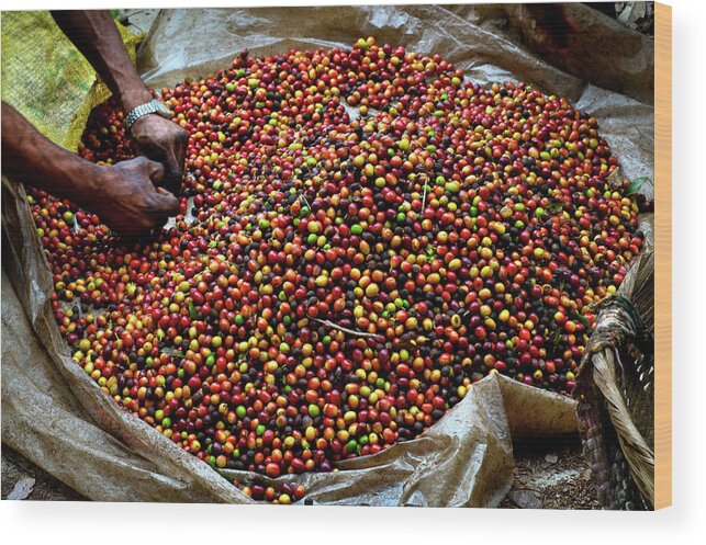 Working Wood Print featuring the photograph Coffee Berries, El Salvador by John Coletti