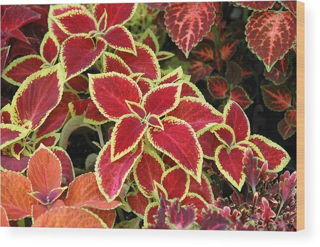 Floral Wood Print featuring the photograph Coleus Mix by Rob Huntley