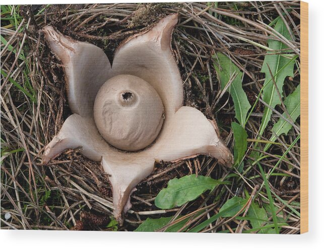 Fungi Wood Print featuring the photograph Collared Earthstar by Nigel Downer