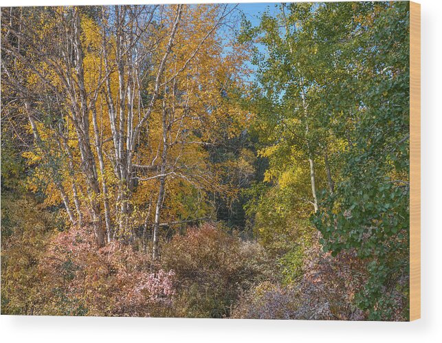 Dakota Wood Print featuring the photograph Color Burst Along the Little Spearfish by Greni Graph