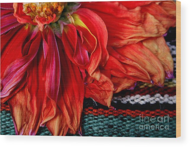 Dahlia Wood Print featuring the photograph Color Power by Jeanette French