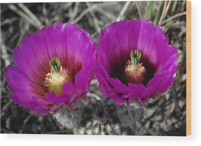 Flower Wood Print featuring the photograph Colorado Cactus by Susan Moody