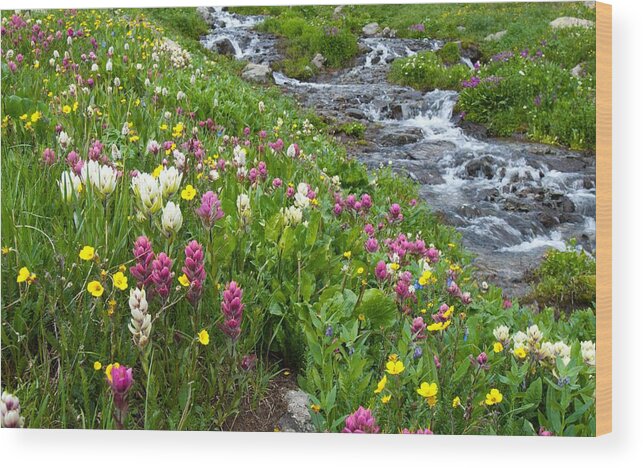 Wildflower Wood Print featuring the photograph Colorado Wildflower Meadow and Stream by Cascade Colors