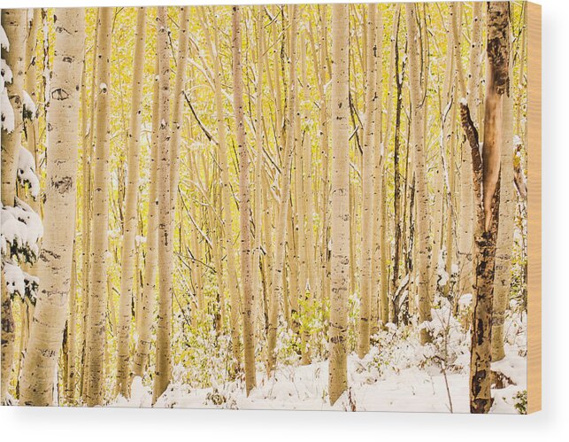 Aspen Wood Print featuring the photograph Colored Pencils by Emily Dickey