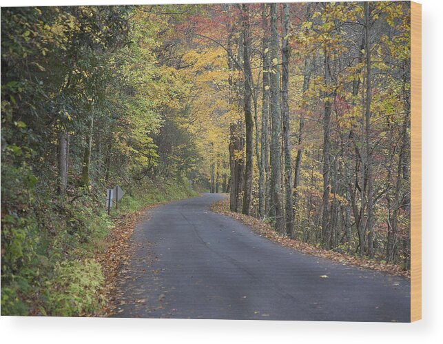 Fall Foliage Wood Print featuring the photograph Colorful Backroads by Robert Camp